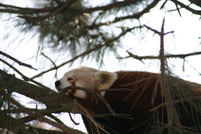 Low angle view of a monkey on tree