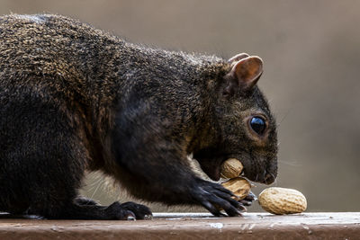 Close-up of a eating food