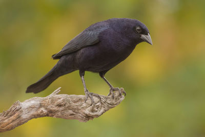 Close-up of bird perching on branch