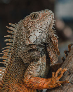 Close-up of a lizard