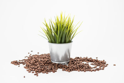 Close-up of potted plant against white background