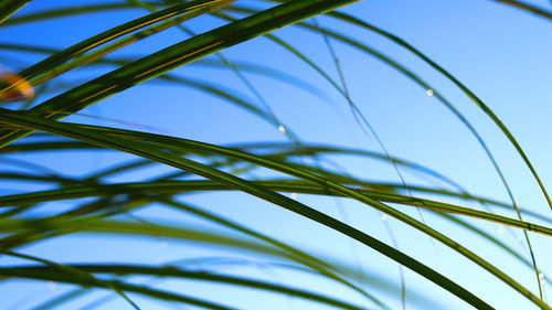 Low angle view of plants against blue sky