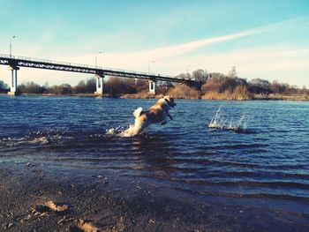 Dog on bridge over river against sky