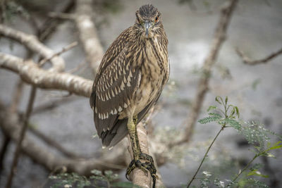 Close-up of bird perching on branch