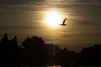 Silhouette bird flying against sky during sunset