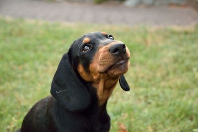 Dog looking away on field