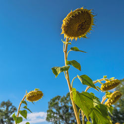 Low angle view of sunflower against clear blue sky