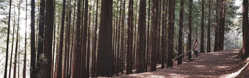 Trees growing in forest