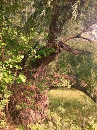 Trees growing in forest