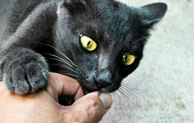 Close-up of hand holding cat