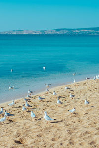 Seagulls on beach against blue sky