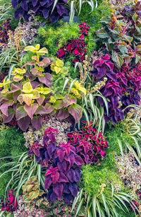 High angle view of flowering plants