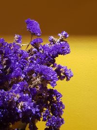 Close-up of purple flowering plant against blue wall