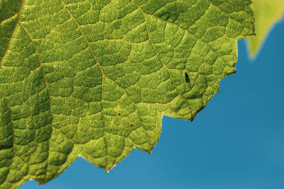 Close-up of green leaf against sky