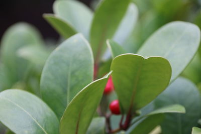 Close-up of fresh green plant