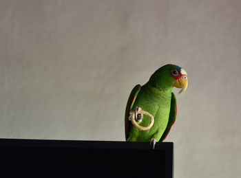 Close-up of parrot perching on wall