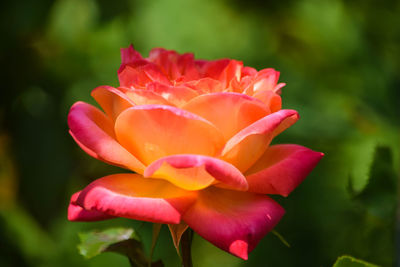 Close-up of red rose flower