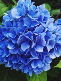 Close-up of blue hydrangea flowers