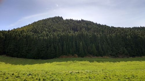 Scenic view of pine trees in forest against sky