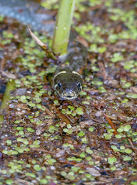 Close-up of frog on land