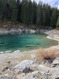 Scenic view of lake in forest