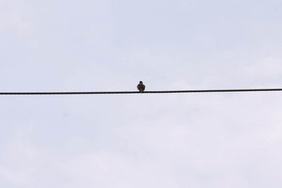 Low angle view of bird perching on cable against sky