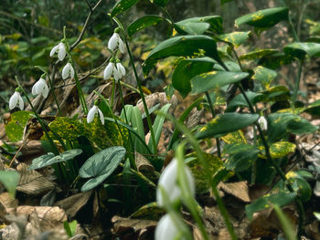 Close-up of white flowering plants on land