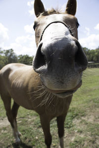 Close-up of horse standing on field against sky