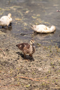 Birds on a land