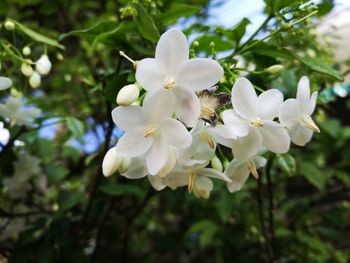 Close-up of fresh white flowers blooming on tree