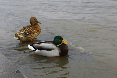 Mallard duck swimming in lake