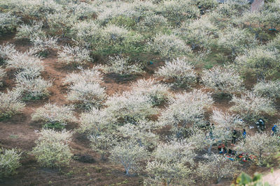 Full frame shot of trees on field