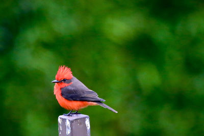 Close-up of bird perching on branch