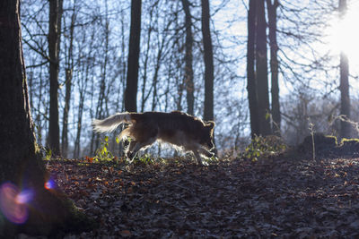 Low angle view of dog walking in forest on sunny day