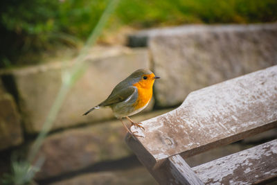 Close-up of robin bird perching on wood