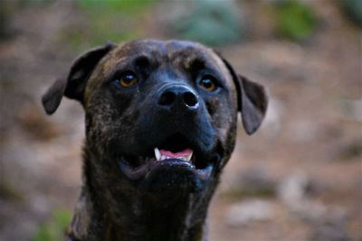 Close-up portrait of  hound dog