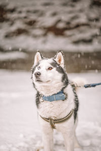 Portrait of a dog on snow