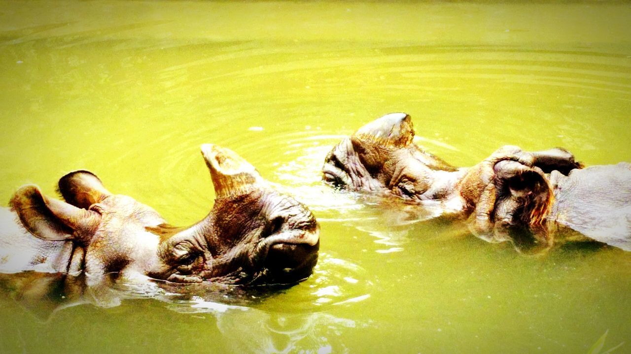 DUCKS IN A LAKE