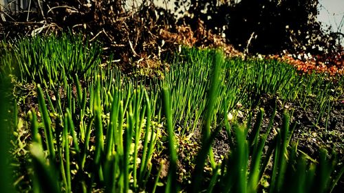 Plants growing on field