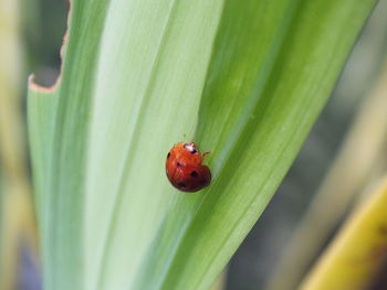 Close-up of ladybug on leaf