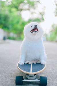 Close-up of dog looking away while sitting on footpath