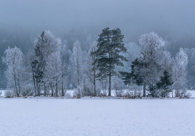 Trees on snow covered landscape