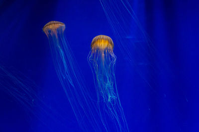 Close-up of jellyfish swimming in sea