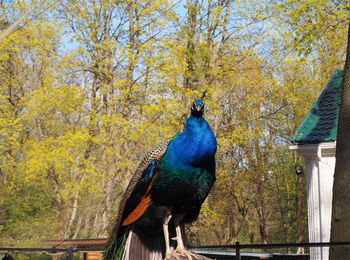 Bird perching on a tree
