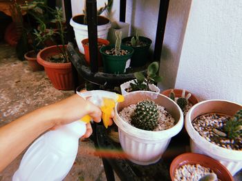 High angle view of hand holding potted plant