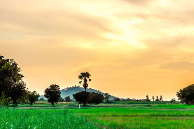 Scenic view of field against sky during sunset