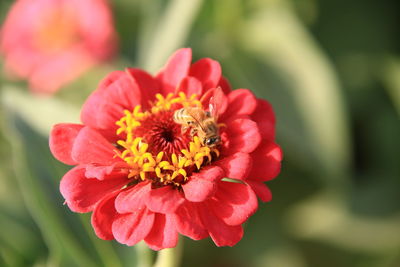 Close-up of honey bee on red flower blooming outdoors