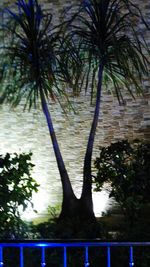 Low angle view of palm trees against sky