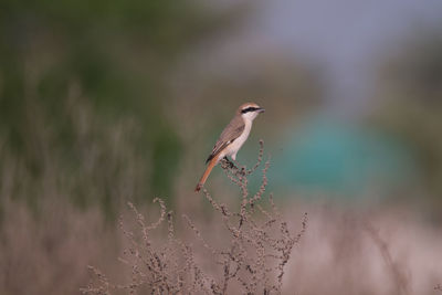 Red-tai shrike perched on a dry shrub