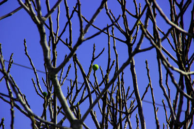 Low angle view of tree against clear sky